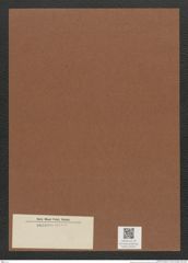 Diatomeae indet. Zeichnungen Sammlung Grunow Mappe 02347 (Herbarium_W_Grunow_drawings_Folder_02347)